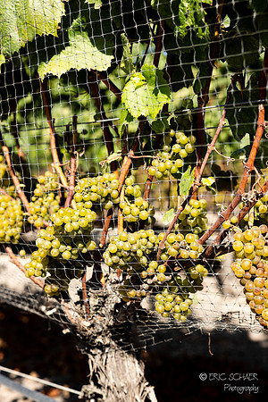 Peacock Cellars Winery- Grape Vines