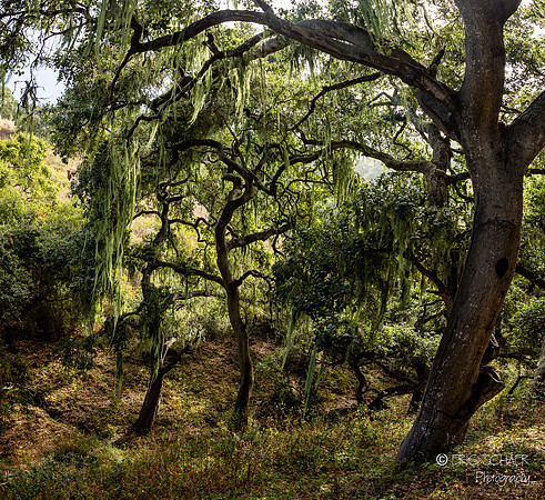 Pismo Beach- Pismo Preserve Hike
