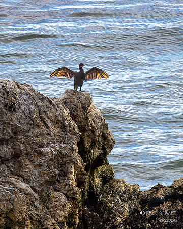 Pismo Beach- Black Cormorant Bird