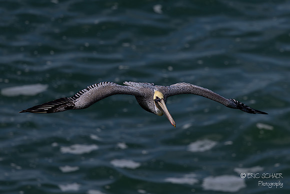Pismo Beach- Brown Pelican