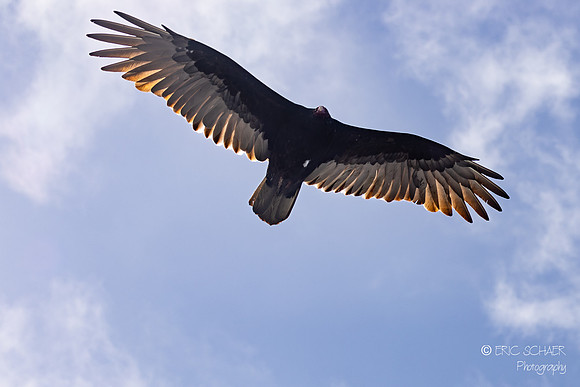 Pismo Beach- Turkey Vulture