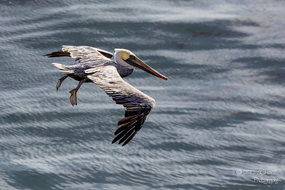 Pismo Beach- Brown Pelican