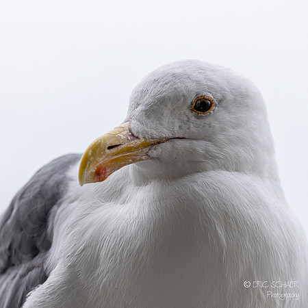 Pismo Beach- Western Gull