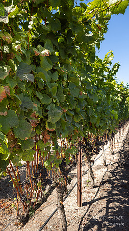 Arroyo Grande- Peacock Cellars Vineyard