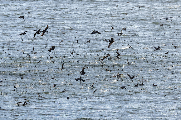 Pismo Beach- Bird feeding frenzy