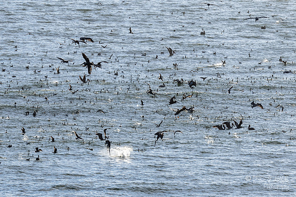 Pismo Beach- Bird feeding frenzy