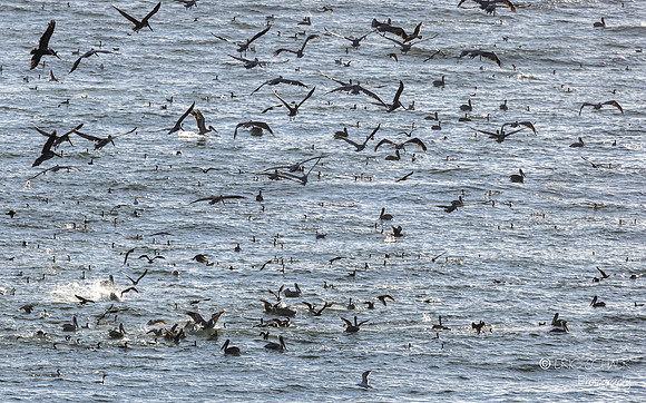 Pismo Beach- Bird feeding frenzy