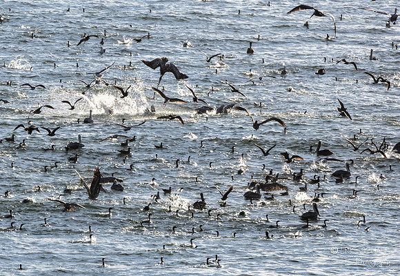 Pismo Beach- Bird feeding frenzy