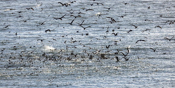 Pismo Beach- Bird feeding frenzy