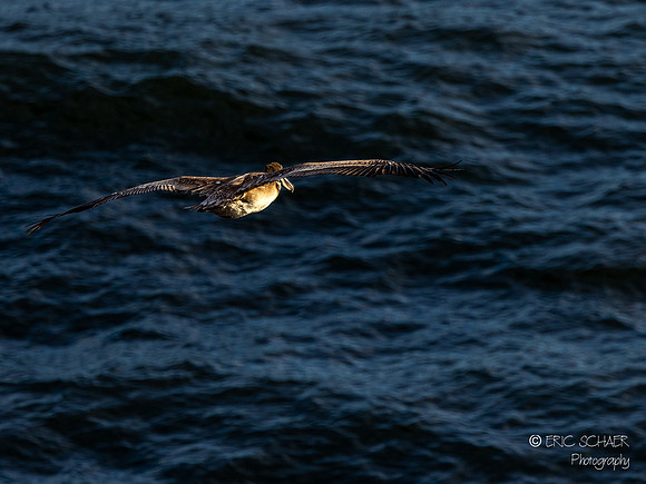 Pismo Beach- Brown Pelican