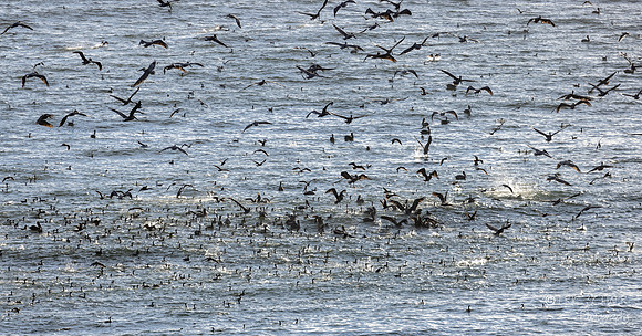 Pismo Beach- Bird feeding frenzy