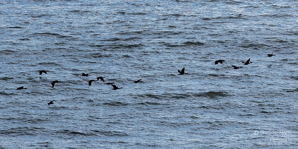 Pismo Beach- Bird feeding frenzy