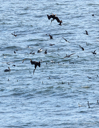 Pismo Beach- Bird feeding frenzy