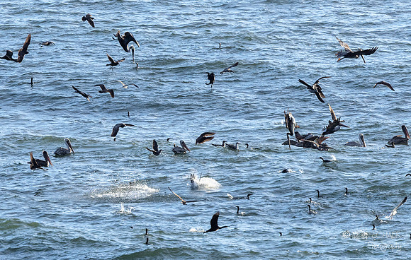 Pismo Beach- Bird feeding frenzy
