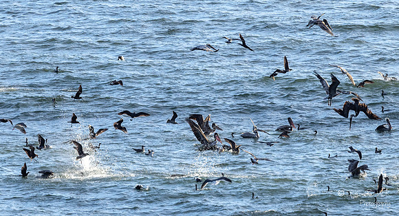Pismo Beach- Bird feeding frenzy