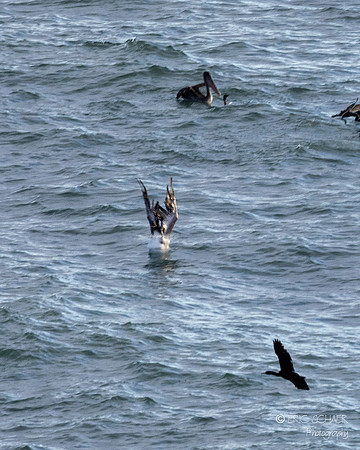 Pismo Beach- Bird feeding frenzy
