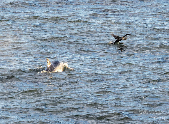 Pismo Beach-  Humpback Whale