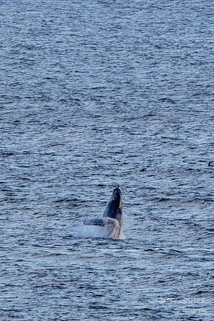 Pismo Beach-  Humpback Whale