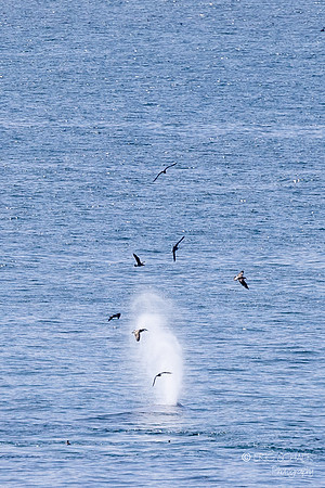 Pismo Beach-  Humpback Whale and birds