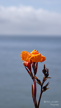 Pismo Beach- Morning Flower