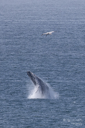 Pismo Beach-  Humpback Whale