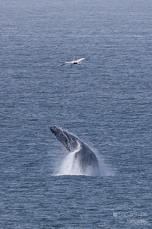Pismo Beach-  Humpback Whale