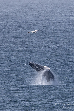 Pismo Beach-  Humpback Whale