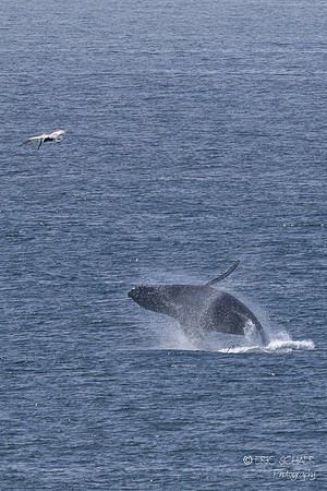 Pismo Beach-  Humpback Whale