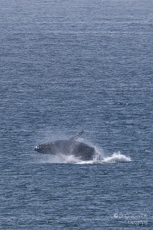 Pismo Beach-  Humpback Whale