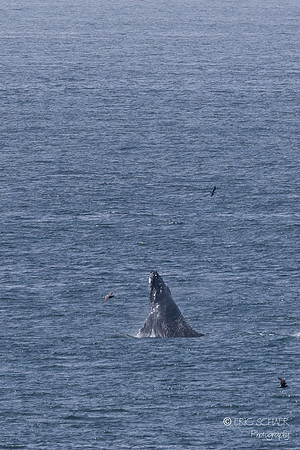 Pismo Beach-  Humpback Whale