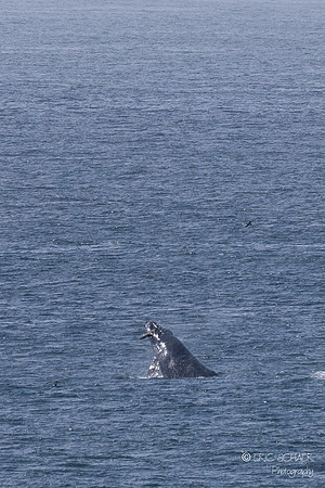 Pismo Beach-  Humpback Whale
