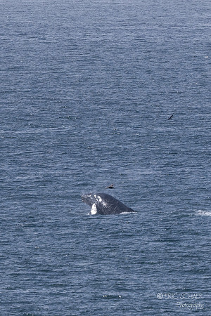 Pismo Beach-  Humpback Whale