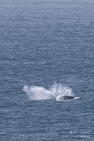 Pismo Beach-  Humpback Whale