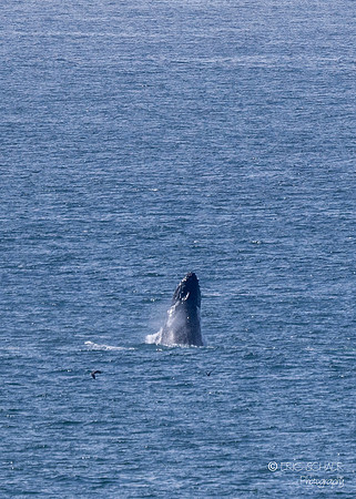 Pismo Beach-  Humpback Whale