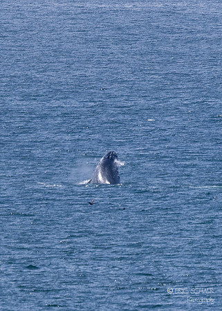 Pismo Beach-  Humpback Whale