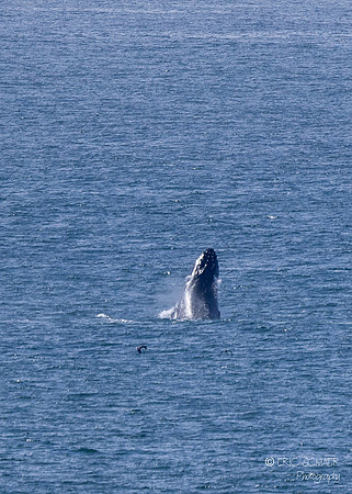 Pismo Beach-  Humpback Whale