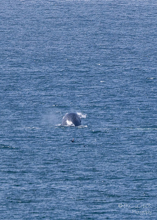 Pismo Beach-  Humpback Whale