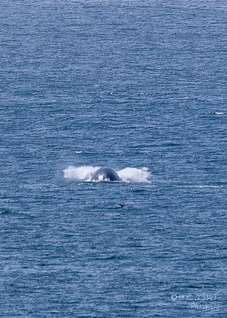 Pismo Beach-  Humpback Whale