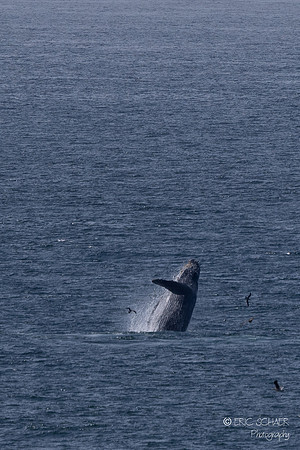 Pismo Beach-  Humpback Whale
