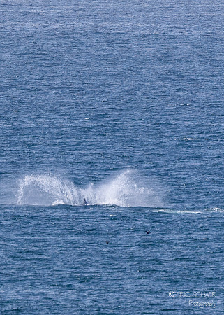 Pismo Beach-  Humpback Whale