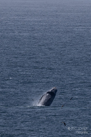 Pismo Beach-  Humpback Whale