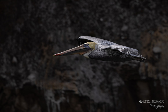 Pismo Beach- Brown Pelican