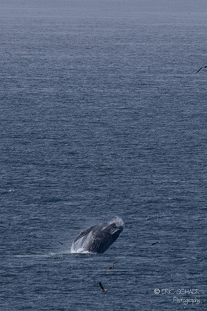Pismo Beach-  Humpback Whale