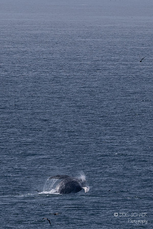 Pismo Beach-  Humpback Whale