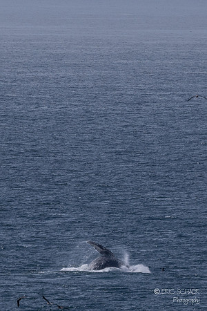 Pismo Beach-  Humpback Whale
