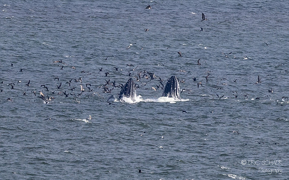 Pismo Beach-  Humpback Whale