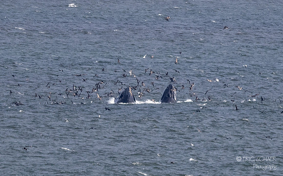 Pismo Beach-  Humpback Whale