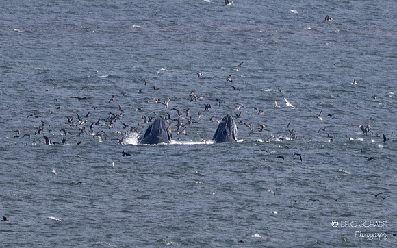Pismo Beach-  Humpback Whale