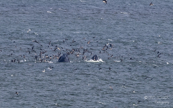 Pismo Beach-  Humpback Whale