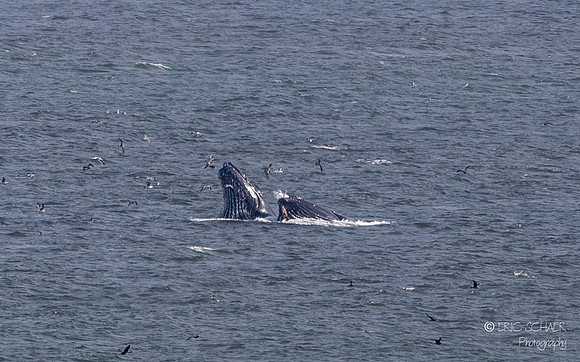 Pismo Beach-  Humpback Whale